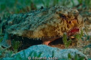batfish by Eduardo Nadal 